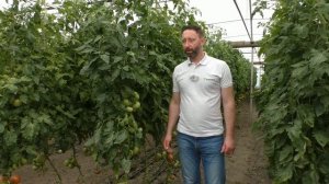 Современный урожайный гибрид розового томата ПИНК КАЛИБР - выбор многих овощеводов Дагестана! #агро
