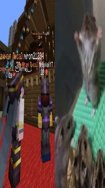 Когда владелец решил провести ивент на сервере: в #майнкрафт #minecraft смотреть онлайн