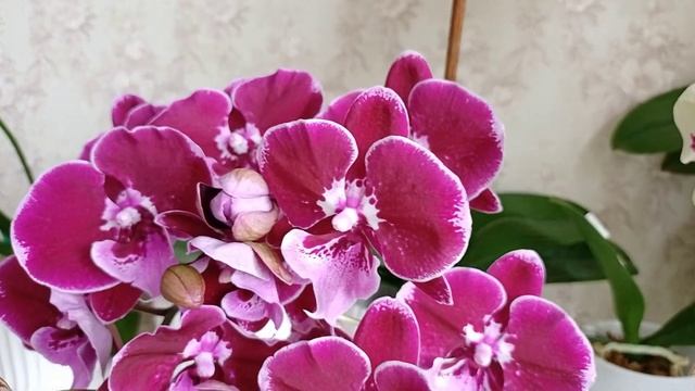Домашнее цветение орхидеи Benny смотреть онлайн