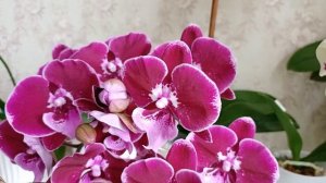 Домашнее цветение орхидеи Benny