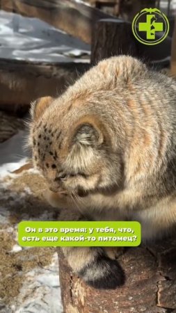 Я прелесть, я ангел