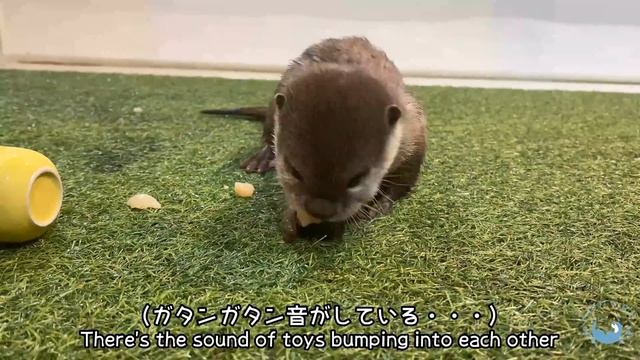 Baby Otter Hides from Mom смотреть онлайн