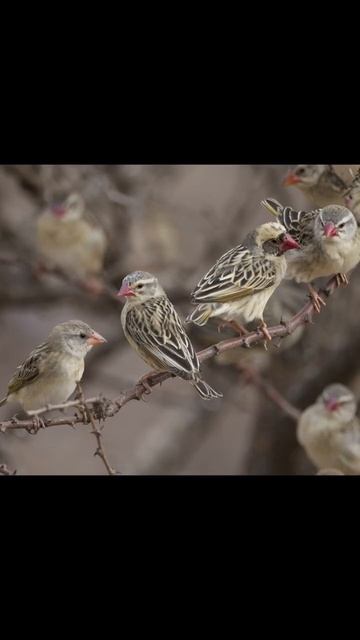 Red Billed Quelea смотреть онлайн