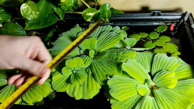 Come rendere GIGANTI le Piante Galleggianti per Acquario смотреть онлайн