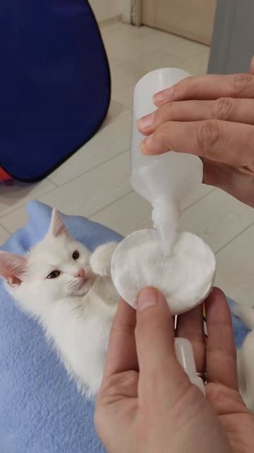 Как ухаживать за котенком котом кошкой