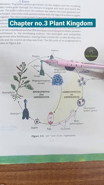ncert biology diagram revision for neet 2022 | Plant Kingdom | Life Cycle Of Angiosperm | #shorts