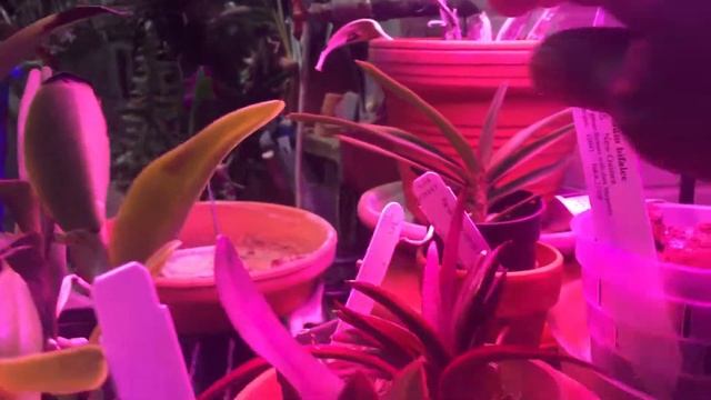 MAY ORCHID COLLECTION UPDATE: PART ONE GREENHOUSE