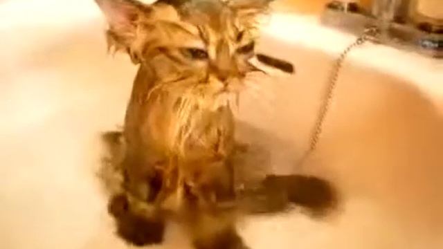 Funny Cats Смешные кошки Лучшие коты 2014 года смотреть онлайн