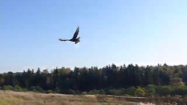 Выпуск канюка смотреть онлайн