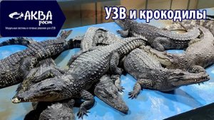 УЗВ и крокодилы #бизнесвдеревне #акварост #узв