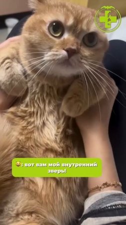 Сладкий пирожочек или злой кот