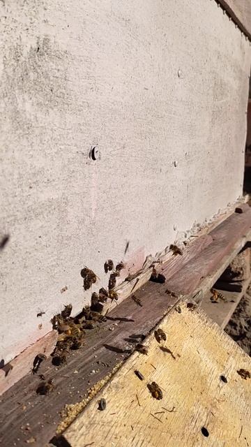 Музыка пчел для души - готов смотреть и слушать бесконечно смотреть онлайн