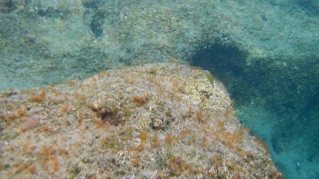 Meerpfau (Thalassoma pavo) смотреть онлайн