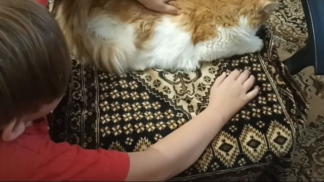 Все мои питомцы(Кот Куся кошечка Мурка и хомяк Стёпа) смотреть онлайн