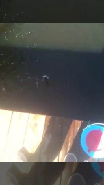 Snook caught off dock Manatee River смотреть онлайн