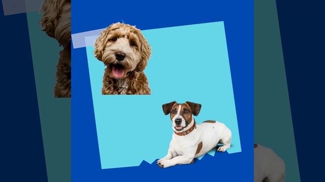 Heavenly Backdrops for Pure Bred Pups смотреть онлайн