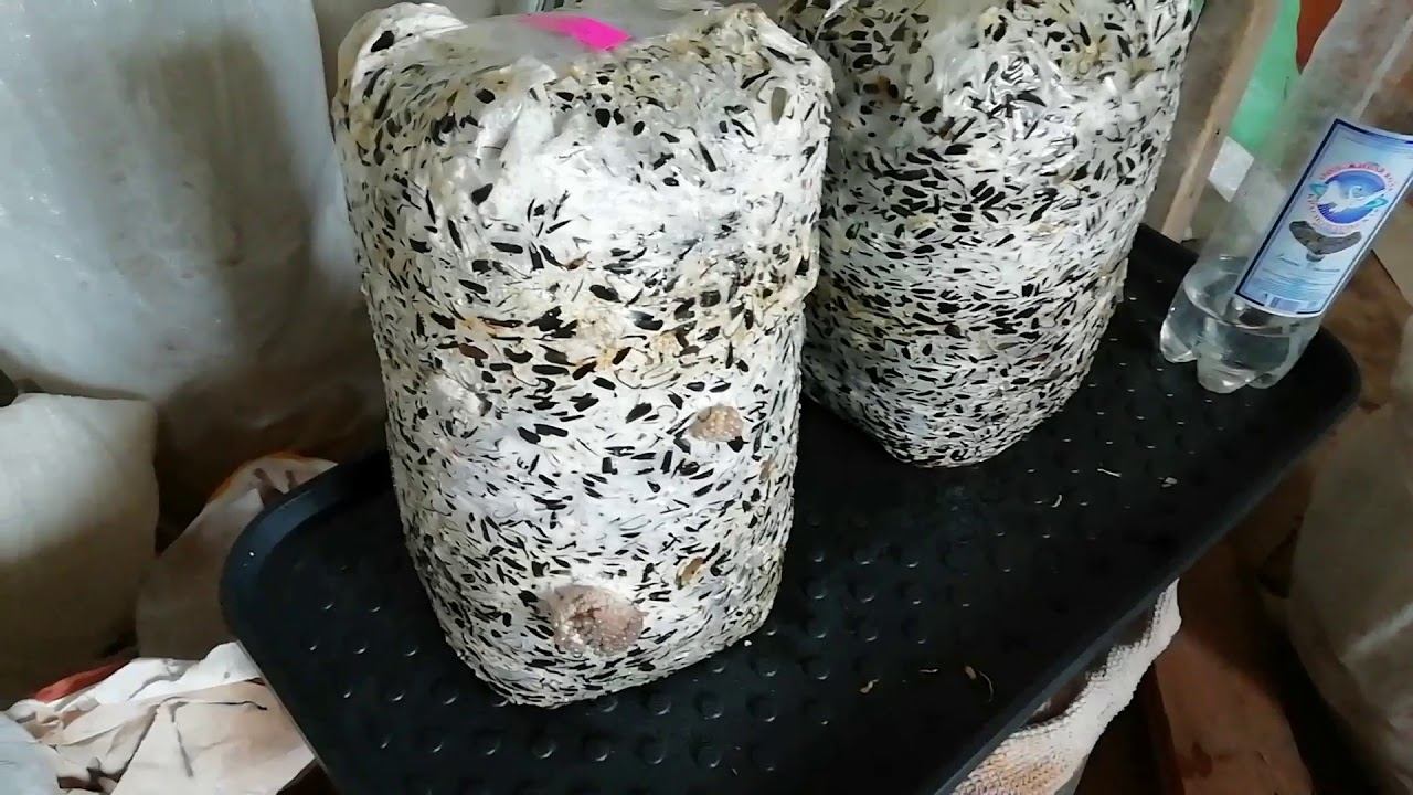 Погода и река на 23.04.2020. Грибочки-Вешенки. Моя рассада. смотреть онлайн