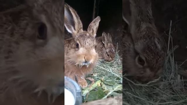 Ура!Зайчата самостоятельно начали пить и кушать. смотреть онлайн