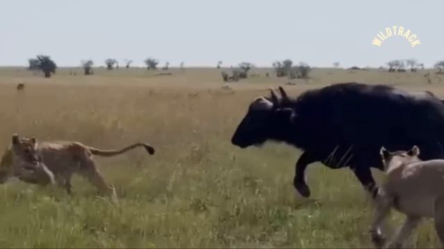 📹 ОХОТА НА НОВУЮ МАТЬ.!ПЕЧАЛЬНО, НО ЭТО ПРИРОДА смотреть онлайн