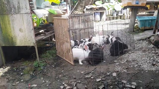 PANEN DAGINGAN LOKALAN //KELINCI YANG COCOK UNTUK USAHA SAMPINGAN смотреть онлайн