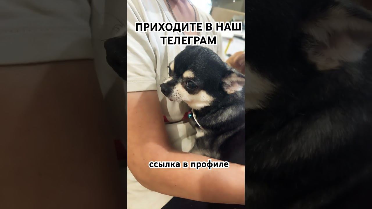 Все новости в нашем телеграмм канале #хвостатоесчастье
