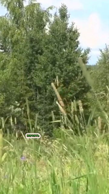 Я есть жизнь/cтих #shorts #веравсебя  #стихиовере #стихожизни