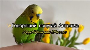 Жизнь с говорящим волнистым попугаем по имени Антошка 💚