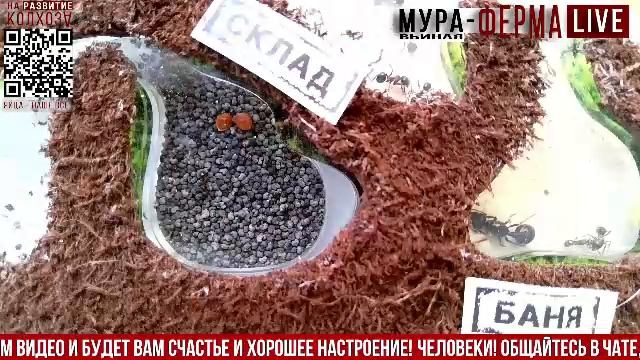 МУРА-ферма LIVE.Бункер 41.Муравьиная ферма!Муравьи Жнецы.+радио "Мураши LIVE".