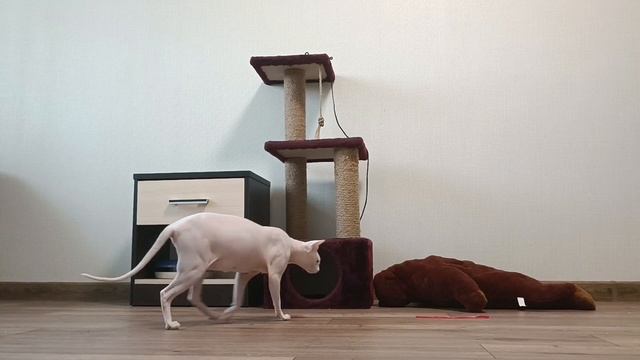 Канадский сфинкс, Тиара Скарлет смотреть онлайн