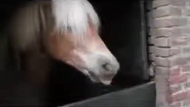 Loshadka izdaet zabavnye zvuki смотреть онлайн