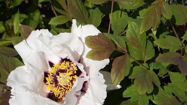 Цветение древовидного пиона смотреть онлайн