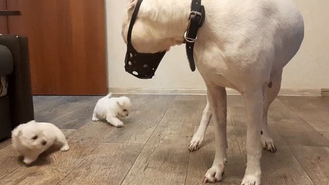 Хочу щенка. Вестики очень смелые всегда.