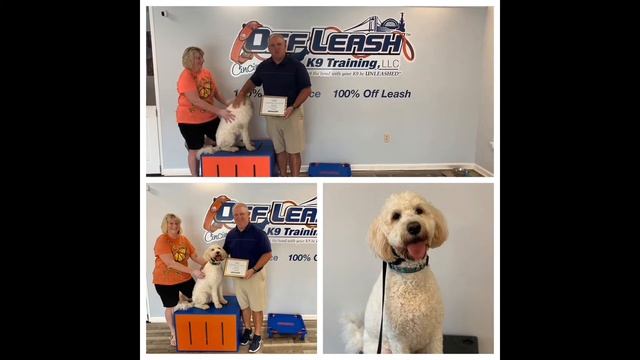 Corkies Owners’ Tenstimonial Cincinnati Dog Trainers Off Leash K9 смотреть онлайн