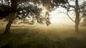 Отзыв о Ежовике гребенчатом и его свойствах