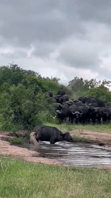 📹 Иногда отступление — это лучшее решение смотреть онлайн