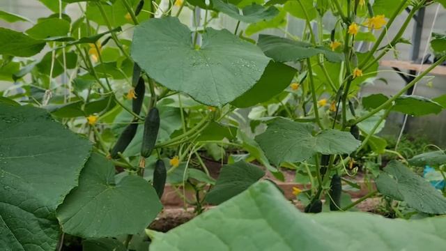 Почему не увеличиваются зеленцы огурцов