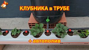 Клубника в трубе с капельным поливом 🍓 как сделать своими руками