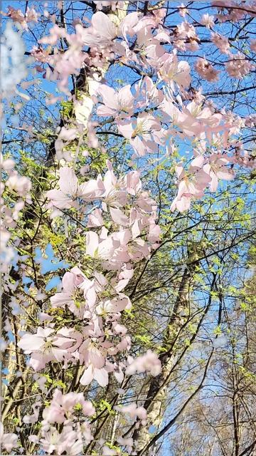 Цветение сакуры. Бирюлёвский дендропарк 2025 смотреть онлайн