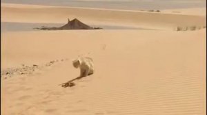 Кошка против змеи