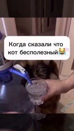 Полезная кися