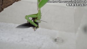 螳螂VS刺客蟲，兩大強者對決！Praying mantis VS Assassin bug