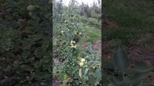 Клубника в саду, в приствольную полосу