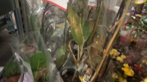 Лемана про Ярославль. Обзор орхидей и не только