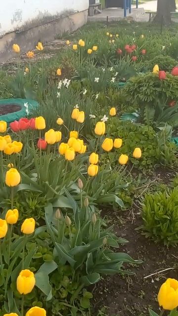 Желтые и красные тюльпаны смотреть онлайн