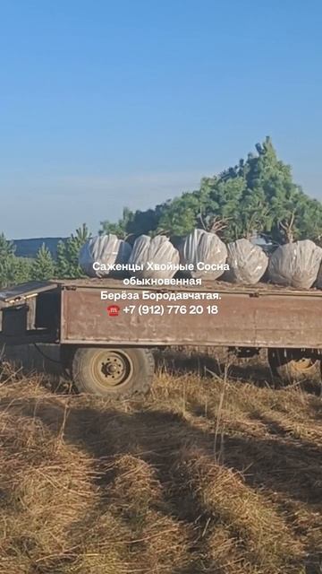 Саженцы Хвойные Сосна обыкновенная, Берёза Повислая. ☎️ +79127762018 #купитьсаженцы #саженцыдеревье