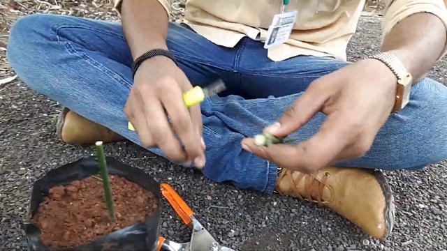 Stone Grafting of Mango смотреть онлайн