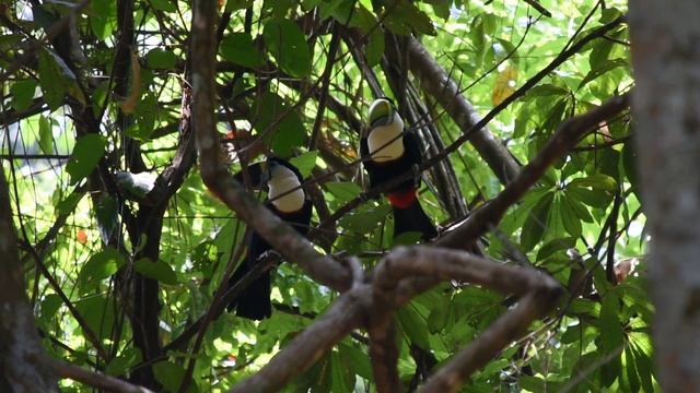 TUCANO DE PAPO BRANCO (Ramphastos tucanus) - White-throated Toucan смотреть онлайн