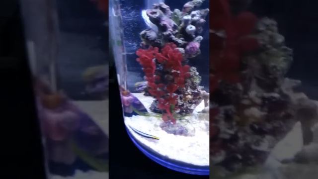 CALIPSO MICRO REEF update смотреть онлайн