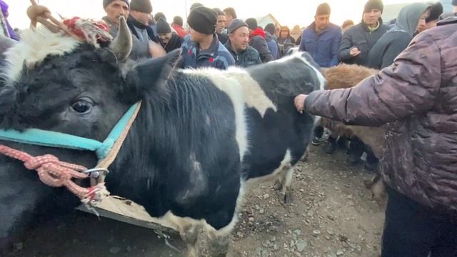 ДАР БОЗОР ПОЧАША ШИКАСТАН ВА МОЛИ 15000ҲАЗОРА 6000 ҲАЗОР ШУДАЙ ШОК ПАЙШАНБЕ БОЗОРИ ШАҲРИНАВ 9-12-21