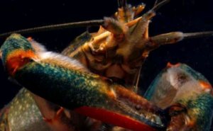 Ферма Журчащего ручья(The Red Claw)австралийского рака